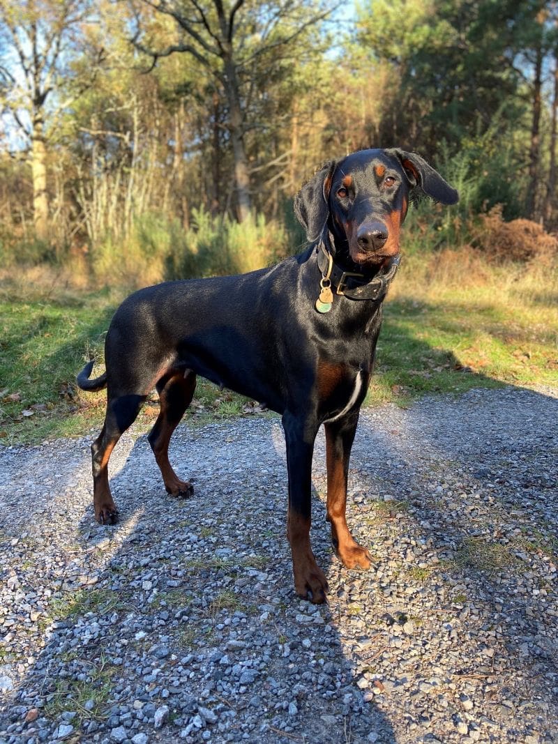 Indy-doberman standing on a forest path.